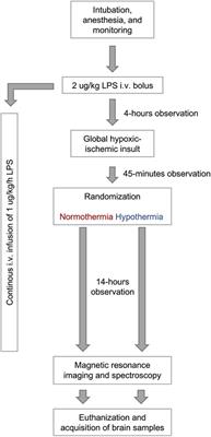 No neuroprotective effect of therapeutic hypothermia following lipopolysaccharide-sensitized hypoxia-ischemia: a newborn piglet study